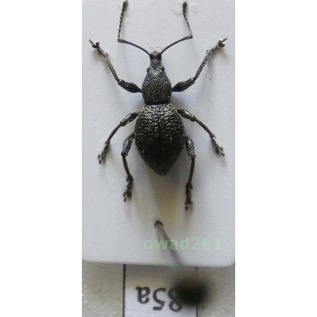 Neopyrgops sp. Heller, 1913 Philippines85a